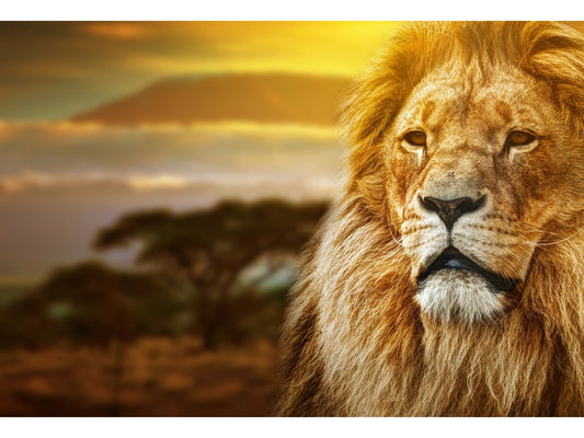 Lion Safari Tempered Glass w / Foil Wall Art