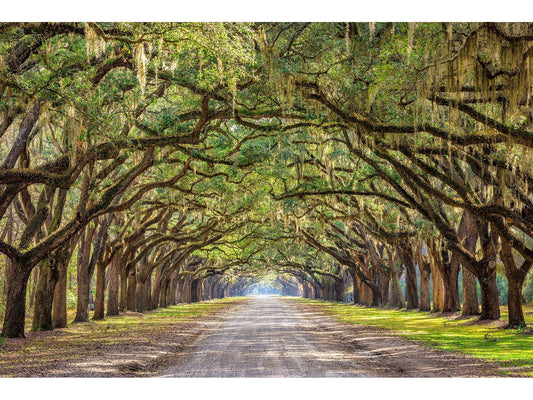 Oak Alley Tempered Glass w / Foil Wall Art