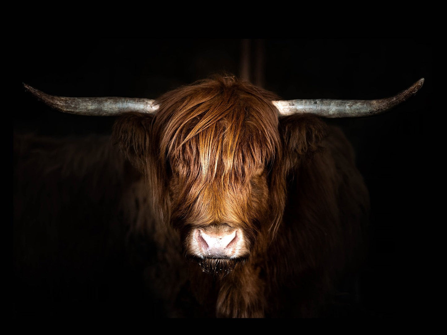 Highland Cow on Black Tempered Glass w / Foil Wall Art