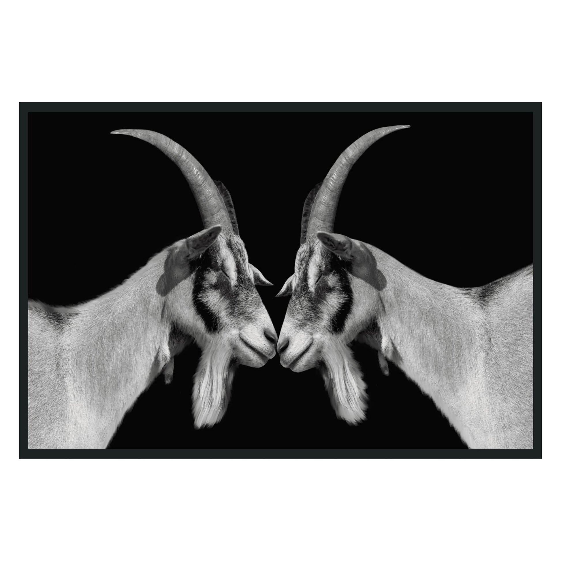 Goat Black/White Photography 48x72 - Ornate Home