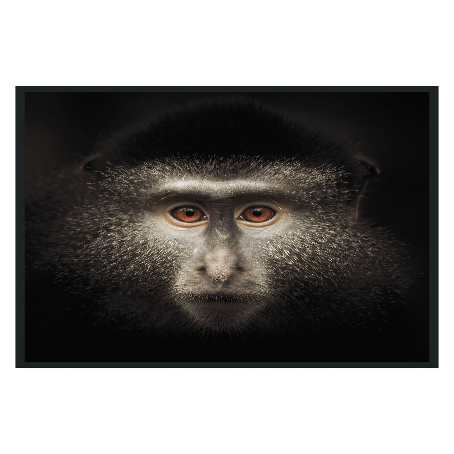 Monkey Black Photography 48x72 - Ornate Home