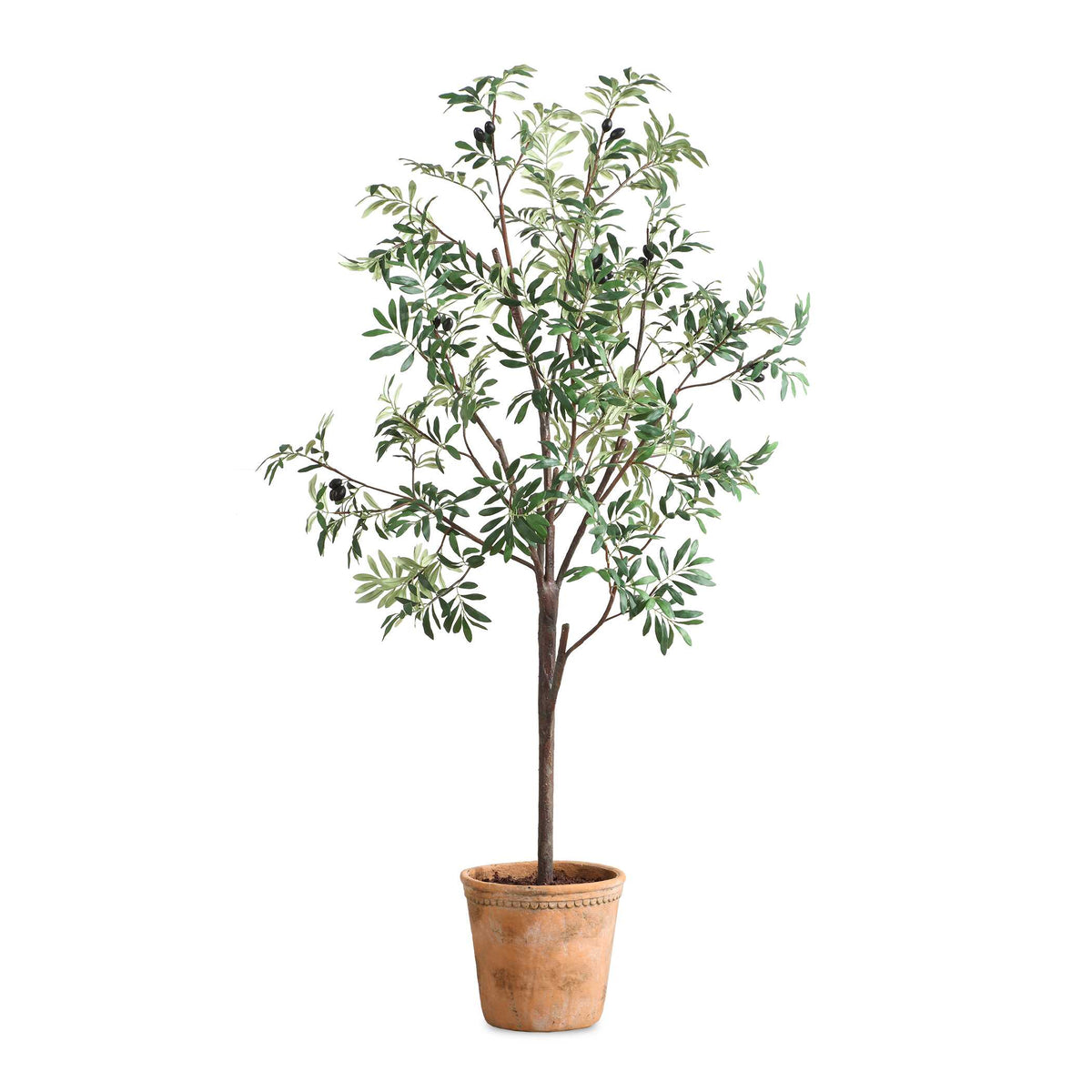 Olea Olive Potted Tree - Ornate Home
