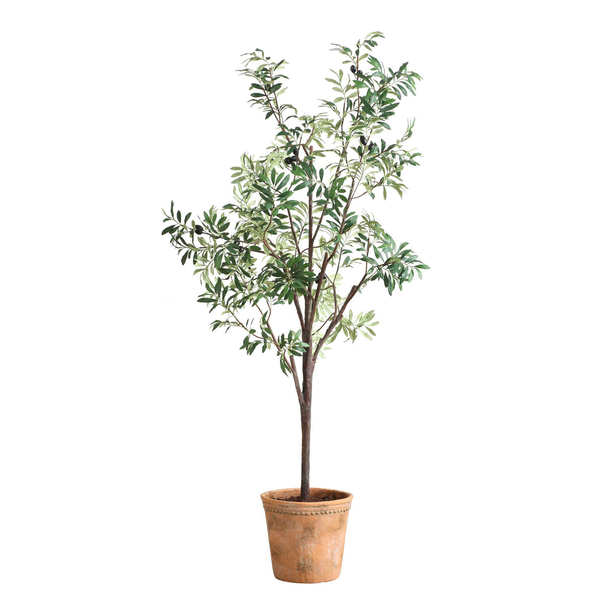 Olea Olive Potted Tree - Ornate Home